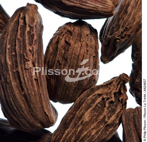 Fève de cacao. - © Philip Plisson / Plisson La Trinité / AA24837 - Nos reportages photos - Flore