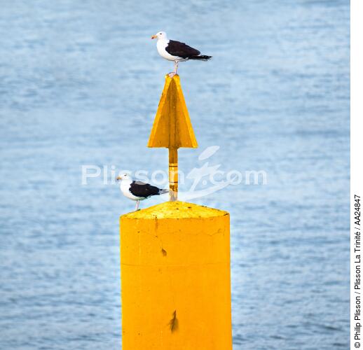 Balise jaune - © Philip Plisson / Plisson La Trinité / AA24847 - Nos reportages photos - Oiseau marin