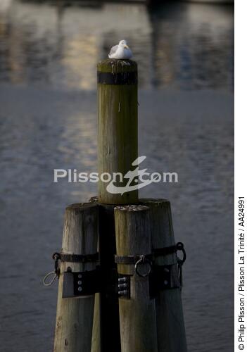 Port-Rhu in Douarnenez. - © Philip Plisson / Plisson La Trinité / AA24991 - Photo Galleries - Gull [small]