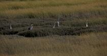 En remontant l'Elorn. © Philip Plisson / Plisson La Trinité / AA25116 - Nos reportages photos - Oiseau de marais