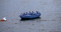Tournepierre sur une barque. © Philip Plisson / Plisson La Trinité / AA25166 - Nos reportages photos - Faune et Flore