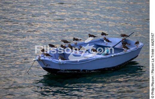 Tournepierre on a small boat. - © Philip Plisson / Plisson La Trinité / AA25167 - Photo Galleries - Fauna