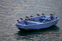 Tournepierre sur une barque. © Philip Plisson / Plisson La Trinité / AA25167 - Nos reportages photos - Faune et Flore