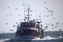 Return fishing Guilvinec. © Philip Plisson / Plisson La Trinité / AA25229 - Photo Galleries - Guilvinec [The]