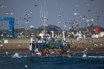 Retour de pêche au Guilvinec. © Philip Plisson / Plisson La Trinité / AA25236 - Nos reportages photos - Guilvinec [Le]