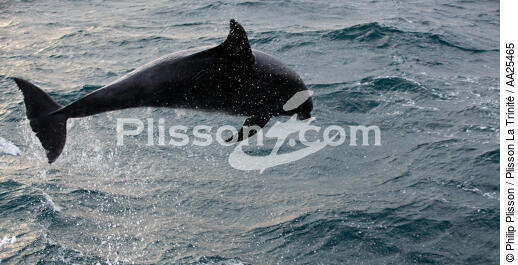 Dauphin devant Sein. - © Philip Plisson / Plisson La Trinité / AA25465 - Nos reportages photos - Mammifère marin