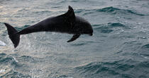 Dolphin before Sein. © Philip Plisson / Plisson La Trinité / AA25465 - Photo Galleries - Sea mammal