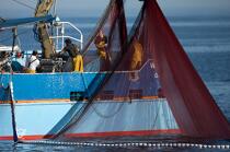 Pêche à la sardine en baie de Concarneau © Philip Plisson / Plisson La Trinité / AA25644 - Nos reportages photos - Pêche à la senne