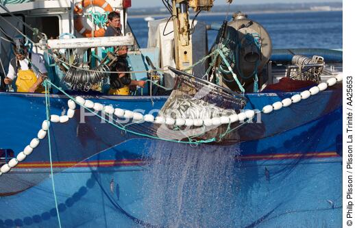 Pêche à la sardine en baie de Concarneau - © Philip Plisson / Plisson La Trinité / AA25653 - Nos reportages photos - Finistère