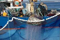 Pêche à la sardine en baie de Concarneau © Philip Plisson / Plisson La Trinité / AA25653 - Nos reportages photos - Pêche à la senne