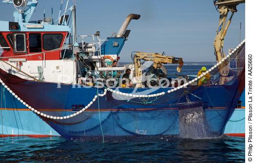 Pêche à la sardine en baie de Concarneau - © Philip Plisson / Plisson La Trinité / AA25660 - Nos reportages photos - La pêche à la sardine