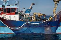 Pêche à la sardine en baie de Concarneau © Philip Plisson / Plisson La Trinité / AA25660 - Nos reportages photos - Pêche à la senne