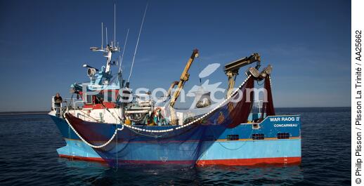Pêche à la sardine en baie de Concarneau - © Philip Plisson / Plisson La Trinité / AA25662 - Nos reportages photos - La pêche à la sardine