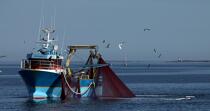 Pêche à la sardine en baie de Concarneau © Philip Plisson / Plisson La Trinité / AA25664 - Nos reportages photos - Pêche à la senne