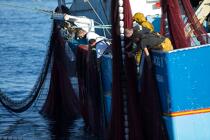 Pêche à la sardine en baie de Concarneau © Philip Plisson / Plisson La Trinité / AA25670 - Nos reportages photos - Pêche à la senne
