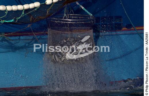 Pêche à la sardine en baie de Concarneau - © Philip Plisson / Plisson La Trinité / AA25681 - Nos reportages photos - Poisson