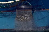 Pêche à la sardine en baie de Concarneau © Philip Plisson / Plisson La Trinité / AA25681 - Nos reportages photos - Pêche à la senne