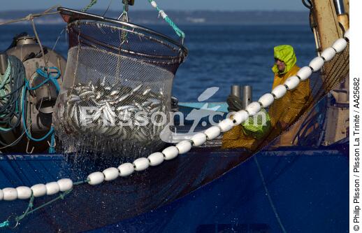Pêche à la sardine en baie de Concarneau - © Philip Plisson / Plisson La Trinité / AA25682 - Nos reportages photos - Finistère