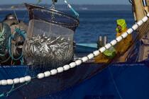 Pêche à la sardine en baie de Concarneau © Philip Plisson / Plisson La Trinité / AA25682 - Nos reportages photos - Vue non aérienne