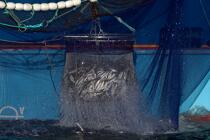 Pêche à la sardine en baie de Concarneau © Philip Plisson / Plisson La Trinité / AA25683 - Nos reportages photos - Vue non aérienne