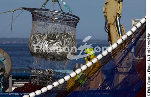 Pêche à la sardine en baie de Concarneau - © Philip Plisson / Plisson La Trinité / AA25684 - Nos reportages photos - La pêche à la sardine
