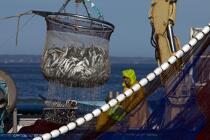 Pêche à la sardine en baie de Concarneau © Philip Plisson / Plisson La Trinité / AA25684 - Nos reportages photos - Faune