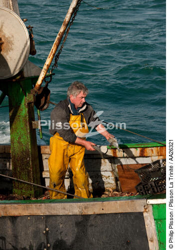 Trawler boat from Trinité - © Philip Plisson / Plisson La Trinité / AA26321 - Photo Galleries - Morbihan