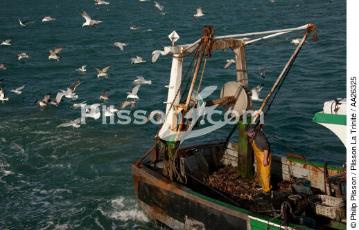 Trawler boat from Trinité - © Philip Plisson / Plisson La Trinité / AA26325 - Photo Galleries - Morbihan
