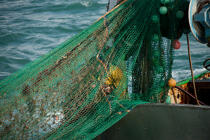 Chalutier Trinitain © Philip Plisson / Plisson La Trinité / AA26338 - Nos reportages photos - Type de pêche