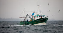 Pêche a la sardine pour la Quiberonaise © Philip Plisson / Plisson La Trinité / AA26400 - Nos reportages photos - La pêche à la sardine