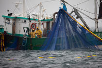 Pêche a la sardine pour la Quiberonaise © Philip Plisson / Plisson La Trinité / AA26407 - Nos reportages photos - La pêche à la sardine