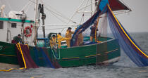 Pêche a la sardine pour la Quiberonaise © Philip Plisson / Plisson La Trinité / AA26409 - Nos reportages photos - Pêcheur