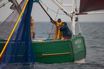 Pêche a la sardine pour la Quiberonaise © Philip Plisson / Plisson La Trinité / AA26410 - Nos reportages photos - Type de pêche