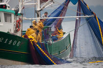 Pêche a la sardine pour la Quiberonaise © Philip Plisson / Plisson La Trinité / AA26412 - Nos reportages photos - Pêcheur