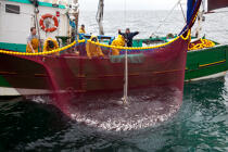 Pêche a la sardine pour la Quiberonaise © Philip Plisson / Plisson La Trinité / AA26414 - Nos reportages photos - Type de pêche