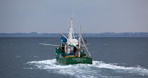 Pêche a la sardine pour la Quiberonaise © Philip Plisson / Plisson La Trinité / AA26415 - Nos reportages photos - La pêche à la sardine