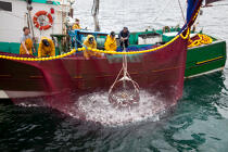 Pêche a la sardine pour la Quiberonaise © Philip Plisson / Plisson La Trinité / AA26416 - Nos reportages photos - Pêcheur du monde