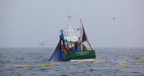 Pêche a la sardine pour la Quiberonaise © Philip Plisson / Plisson La Trinité / AA26418 - Nos reportages photos - Type de pêche