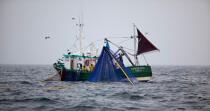 Pêche a la sardine pour la Quiberonaise © Philip Plisson / Plisson La Trinité / AA26419 - Nos reportages photos - Type de pêche