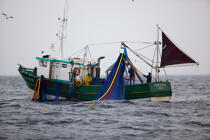 Pêche a la sardine pour la Quiberonaise © Philip Plisson / Plisson La Trinité / AA26420 - Nos reportages photos - Type de pêche