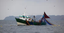 Pêche a la sardine pour la Quiberonaise © Philip Plisson / Plisson La Trinité / AA26421 - Nos reportages photos - Type de pêche