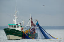 Pêche a la sardine pour la Quiberonaise © Philip Plisson / Plisson La Trinité / AA26422 - Nos reportages photos - Pêche à la senne
