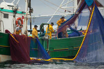 Pêche a la sardine pour la Quiberonaise © Philip Plisson / Plisson La Trinité / AA26423 - Nos reportages photos - Pêche à la senne