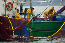 Pêche a la sardine pour la Quiberonaise © Philip Plisson / Plisson La Trinité / AA26424 - Nos reportages photos - Pêche à la senne
