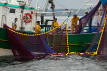 Pêche a la sardine pour la Quiberonaise © Philip Plisson / Plisson La Trinité / AA26425 - Nos reportages photos - La pêche à la sardine
