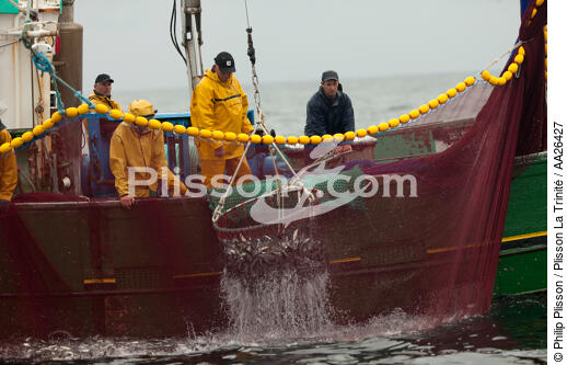 Pêche a la sardine pour la Quiberonaise - © Philip Plisson / Plisson La Trinité / AA26427 - Nos reportages photos - Pêcheur