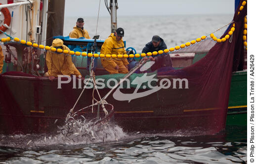 Pêche a la sardine pour la Quiberonaise - © Philip Plisson / Plisson La Trinité / AA26429 - Nos reportages photos - La pêche à la sardine