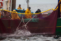 Pêche a la sardine pour la Quiberonaise © Philip Plisson / Plisson La Trinité / AA26429 - Nos reportages photos - Pêche à la senne