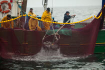 Pêche a la sardine pour la Quiberonaise © Philip Plisson / Plisson La Trinité / AA26430 - Nos reportages photos - La pêche à la sardine
