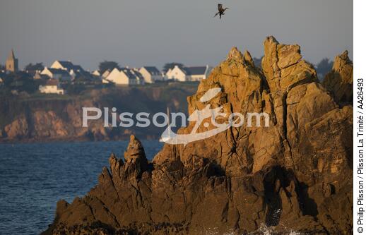 Houat island - © Philip Plisson / Plisson La Trinité / AA26493 - Photo Galleries - Cormorant